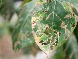 Nature's resilience close-up of damaged leaves urban environment photography greenery macro perspective environmental impact photo
