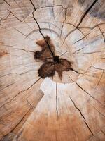Exploring the intricate patterns of tree rings forest floor nature detail close-up natural beauty revealed photo