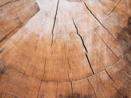 Exploring the intricate patterns of tree rings nature photography forest close-up time passage photo