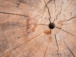 Exploring the beauty of wood grain patterns natural environment close-up photography rustic setting artistic perspective nature's design photo