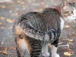 Curious cat exploring nature outdoor setting animal photography autumn leaves side view playful behavior photo