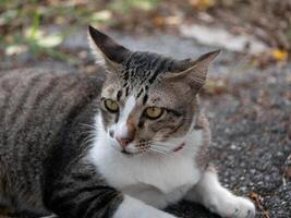 Curious cat observing its surroundings urban pathway animal photography natural light close-up view feline behavior insights photo