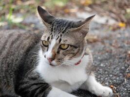 Curious cat observing surroundings in a natural outdoor setting photography close-up relaxed atmosphere feline behavior photo