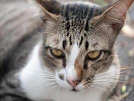 Curious cat portrait urban setting animal photography natural light close-up view expressive features for pet lovers photo