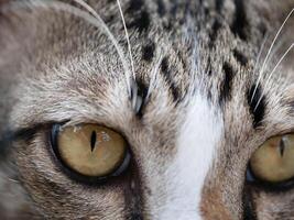 Close-up action of a cat's gaze domestic setting animal photography home environment intimate viewpoint feline curiosity photo