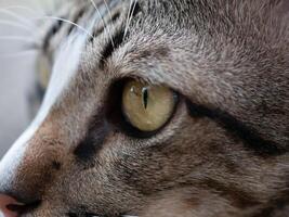 Close-up action of a cat's eye indoor setting animal photography natural lighting perspective on feline beauty and awareness photo