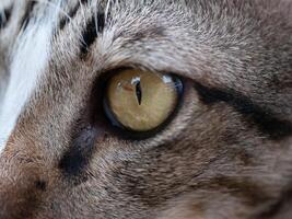 Close-up of a cat's eye natural setting wildlife photography intimate perspective feline beauty photo