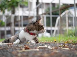 Curious cat observing its surroundings in urban park photography nature close-up view animal behavior photo