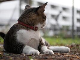 Cat relaxing in urban park outdoor photography nature peaceful environment side view pet lifestyle photo