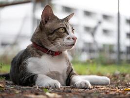 Curious cat observing surroundings in urban park nature photography calm environment close-up view pet lifestyle photo