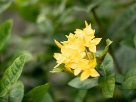 Blooming yellow flowers in a lush garden nature close-up serene environment macro view botanical beauty for garden enthusiasts photo