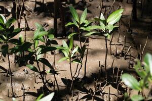 New mangrove growth coastal wetlands nature photography sun-dappled environment close-up view ecosystem restoration photo