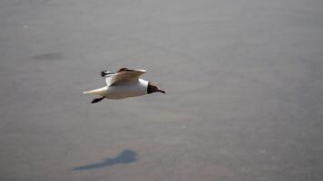 Bird in flight over tranquil water nature scene wildlife photography calm environment aerial view freedom concept photo