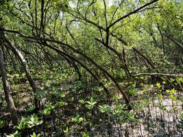 Exploring the lush mangrove forests coastal region nature photography tranquil environment ground level biodiversity conservation photo