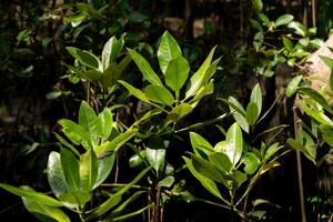Exploring lush greenery tropical forest nature photography sunlit environment close-up view botanical diversity photo