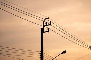 Sunset silhouettes of birds on power lines urban setting nature photography evening atmosphere distant perspective tranquility photo