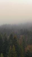 a foggy forest with trees and a mountain in the background video