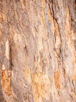Textured tree bark close-up nature theme natural environment detailed view organic patterns photo