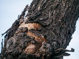 Nature's resilience close-up of a tree bark outdoor setting macro organic texture photo