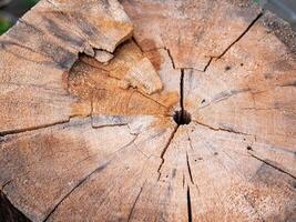 Exploring nature's texture tree stump close-up outdoor environment macro photo