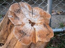 Nature close-up detailed view of a cut tree stump in a forest organic structure tranquil setting photo