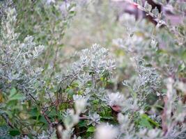 Exploring lush greenery a close-up of native plants in a natural environment photo