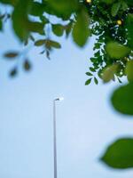 Urban light post illuminated by twilight nature scene tranquil atmosphere close-up view photo