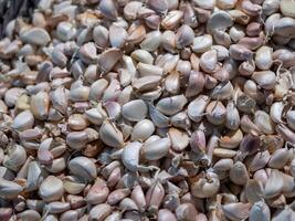 Harvesting garlic cloves local market food vibrant setting close-up view culinary delight photo