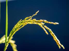 Harvesting rice grains fertile fields agriculture rural environment close-up view crop growth photo