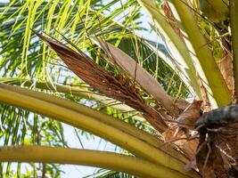 Exploring insect habitats in tropical palm trees an ecological study of lush environments photo