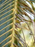 Exploring unique patterns of palm leaves in nature close-up outdoor environment photo