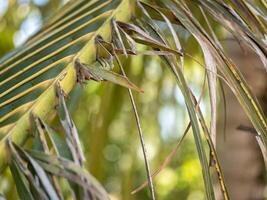 Exploring nature's beauty close-up of tropical plant leaves rainforest natural setting macro view photo