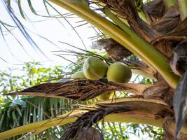 Coconuts growing a palm tree tropical landscape nature lush environment upward view growth concept photo