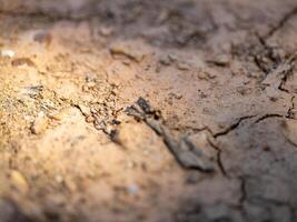 Dry soil conditions in sunny agricultural fields close-up exploration of environmental impact photo