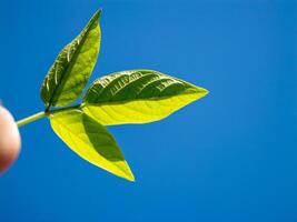 Capturing the freshness of green leaves against a clear blue sky nature outdoor close-up photo