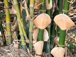 Close-up bamboo growth in natural habitat forest environment and sustainability insights photo