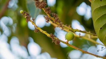 Exploring fruit development stages tree branches in a tropical garden setting photo