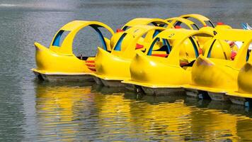 Paddle boats tranquil lake recreational activity scenic nature serene environment photo