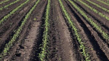 Corn plants are emerging from the soil in organized rows, showcasing their early growth in a field during springtime video