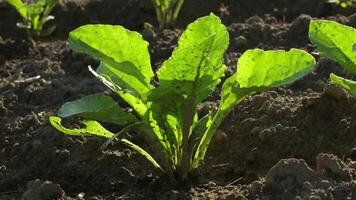 Sugar beet seedlings grow strong in a well-tended field, showcasing the importance of quality agriculture practices for healthy crops video