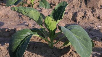 Cabbage seedlings thrive in a field, showcasing vibrant green leaves and a well-prepared soil environment under sunlight video