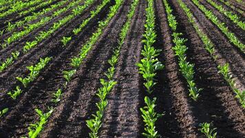 In a lush field, sugar beet seedlings thrive, showcasing rows of vibrant green plants under clear skies, promising a fruitful harvest video