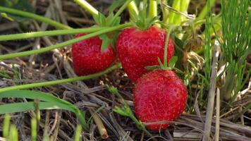 Experience the vibrant sight of ripe strawberries nestled among green grass, highlighting their juicy freshness in a summer harvest setting video