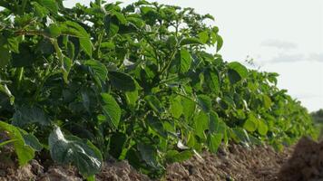 Explore the process of potato farming, showcasing healthy plants and effective agricultural practices in lush green fields under clear skies video