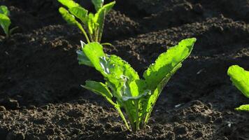 Sugar beet seedlings thrive in fertile soil and bright sunlight, highlighting the dedication of modern agricultural practices video