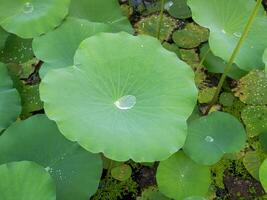 Nature's serenity lotus leaves with dew tranquil pond close-up lush environment top-down view photo