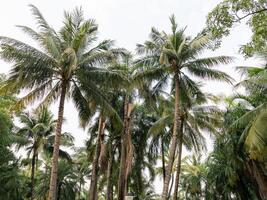 Lush palm trees swaying tropical garden nature serene environment upward view relaxation concept photo