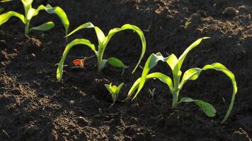 Young corn plants emerge from the ground, soaking up sunlight in a lush green environment, showcasing the beauty of nature's growth video