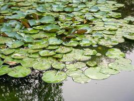 Lily pads floating gracefully in tranquil pond nature scene calm water reflection photo