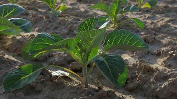 Bright green cabbage seedlings thrive in a farm field, showcasing their growth in rich soil under the sun during early spring video
